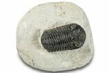 Morocops Trilobite - Ofaten, Morocco #287377-2